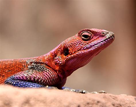 East African Rainbow Agama Lizard Male Photograph by Carole-Anne Fooks