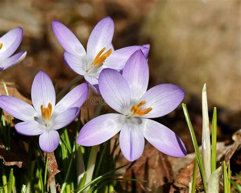 Crocus Vernus, in the Spring after a Rain. Stock Image - Image of ...