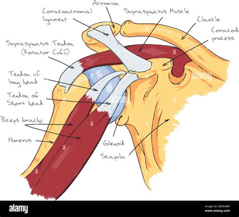 Anatomy Shoulder Scheme Shoulder Pain Stock Vector Image & Art - Alamy