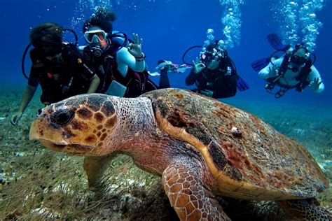 Cozumel Diving Guide for November 2022 | Island Life Mexico