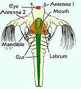 Brine Shrimp Natural History