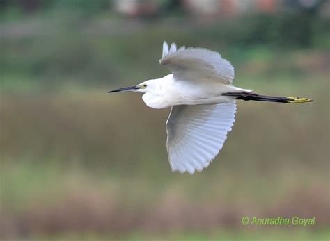 Sunday Shot: Little Egret In-flight - Birding In Goa - Inditales