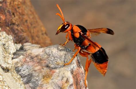 Potter wasps