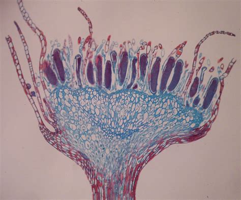 Reading: Seedless Plants | Biology II Laboratory Manual | Study Guides