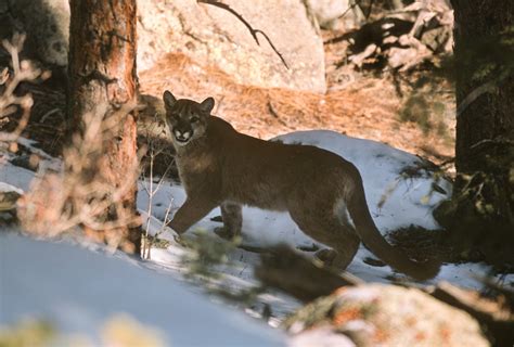 Mountain lion attacks tourist in a pool at a Colorado vacation rental ...