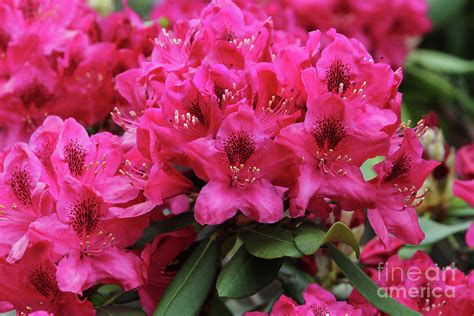 Red Rhododendron Photograph by Judy Whitton