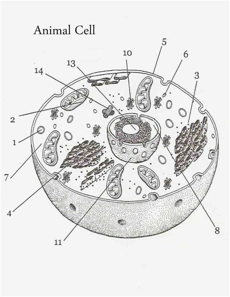 Cell Diagram With Labels - General Wiring Diagram