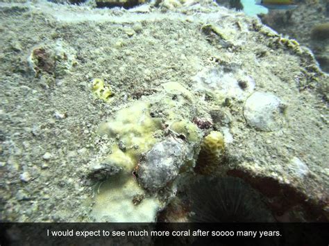 Coral Reef Restoration Methods That Dont Work - 3 - YouTube