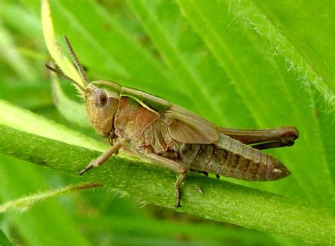 Insects of Scotland: Grasshoppers