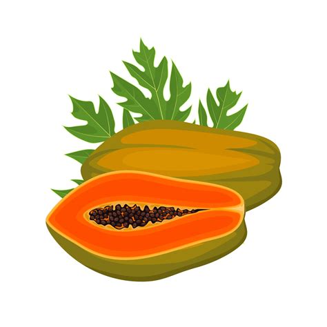 Vector illustration, ripe papaya fruit, with green leaves, isolated on white background ...