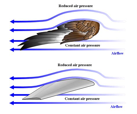 Bird Wing Diagram