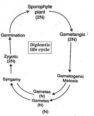 Algae Life cycles| Different types