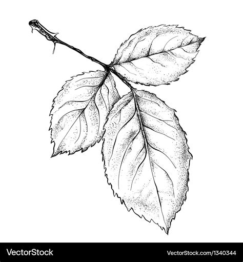 Rose leaf Royalty Free Vector Image - VectorStock