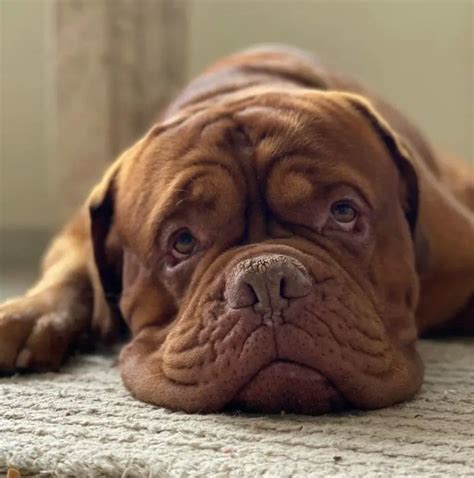 Lifespan and Health: How Long Do Dogue de Bordeauxs Live? - PawCited