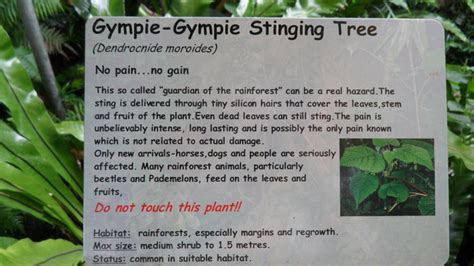 Gympie Gympie - Most Venomous Tree In The World - Virtual University of Pakistan