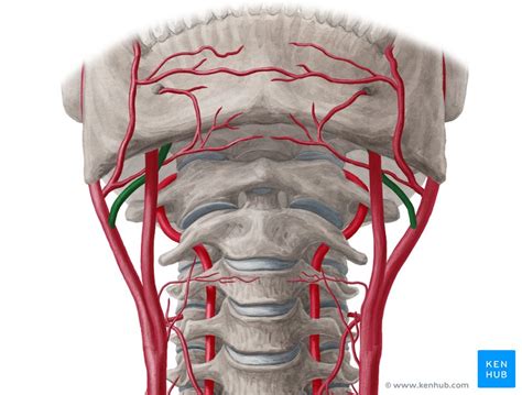 Lingual artery: Anatomy, branches, supply | Kenhub