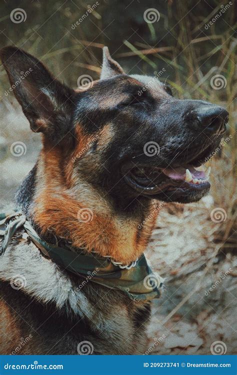 German shepherd smiling stock image. Image of carnivore - 209273741