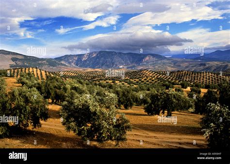 Olive tree Spain Spanish Landscape mountains sun Stock Photo: 6421334 - Alamy