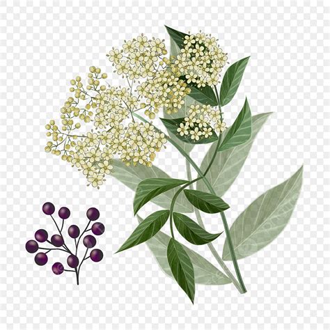 Elderberry Fruit PNG Image, Watercolor Flower Western Elderberry Fruit ...