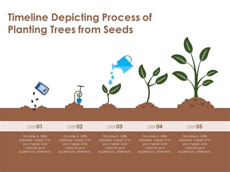 Timeline Depicting Process Of Planting Trees From Seeds | Presentation ...