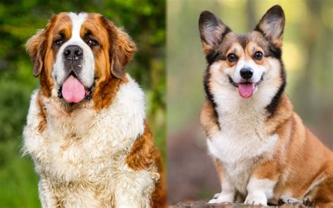 St. Bernard Corgi Combine: Photos, Temperament & Traits - Pets Fame