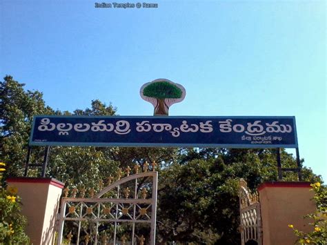 Pillalamarri Banyan Tree in Mahabubnagar - Indian Temples List