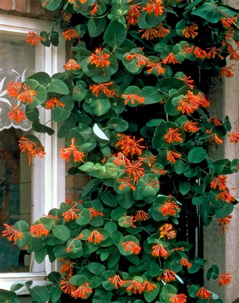 Lonicera × brownii &Dropmore Scarlet& | honeysuckle &Dropmore Scarlet& Climber Wall Shrub/RHS ...