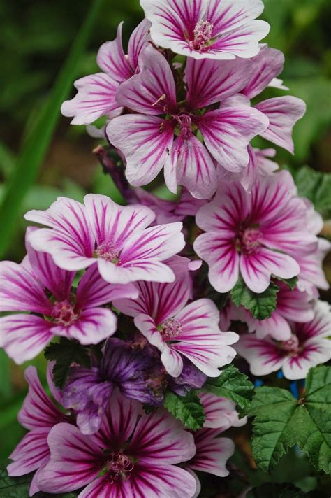 Malva Zebrina (Hollyhock Mallow) Thank you Laurel, Dave and Doug for this beautiful flower! I ...