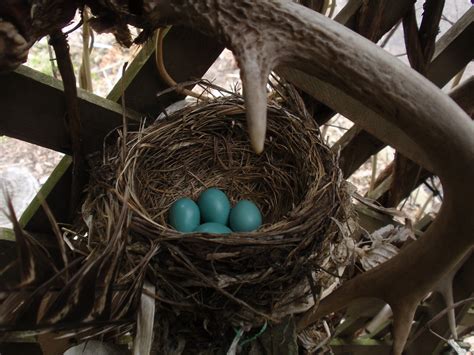 Robins-nest-09 (5) | OLYMPUS DIGITAL CAMERA | Peter M Dziuk | Flickr