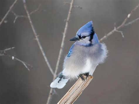 Blue Jay Nesting (Behavior, Location + Eggs) | Birdfact