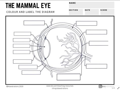 L2 BTEC Animal Care: Label the Mammal Eye Diagram | Teaching Resources