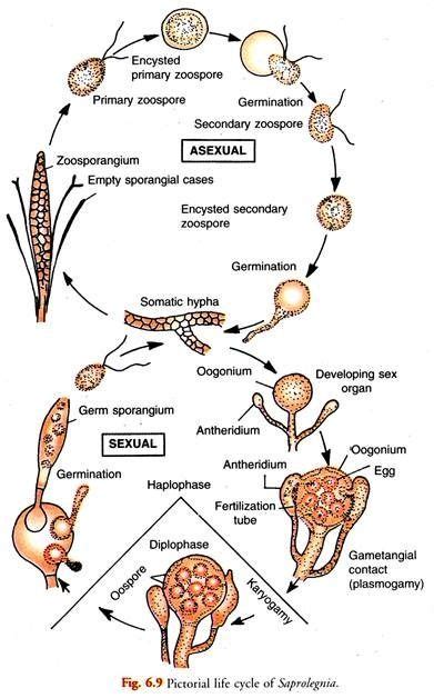 9 Oomycota ideas | fungi, microbiology, lichen moss