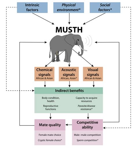 Concepts related to sexual selection and musth in elephants. Solid... | Download Scientific Diagram