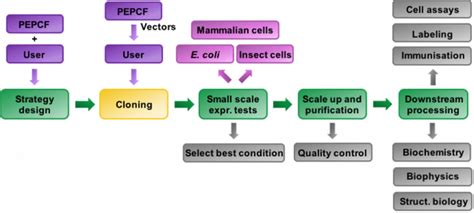 Services – Protein Expression and Purification Core Facility