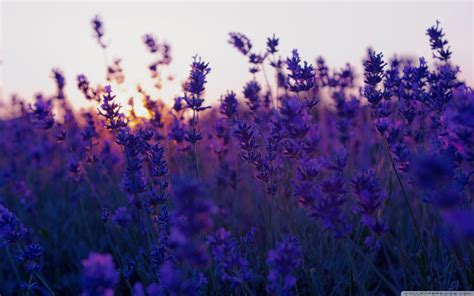 Lavender Desktop Wallpapers - Top Free Lavender Desktop Backgrounds - WallpaperAccess