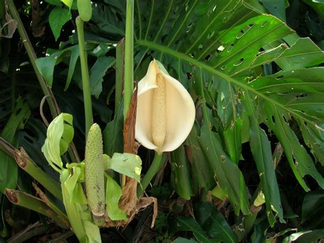 Swiss Cheese Vine (Monstera deliciosa) - Richard Lyons Nursery, Inc.