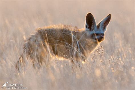 Bat-Eared Fox Facts - Diet, Behavior, and Photos - Travel For Wildlife