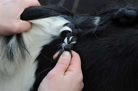 Plaiting Made Easy - Your Horse