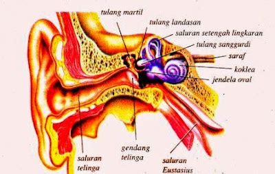 Gambar Telinga Dan Fungsinya Bagian Bagian Telinga Dan Fungsinya - Riset