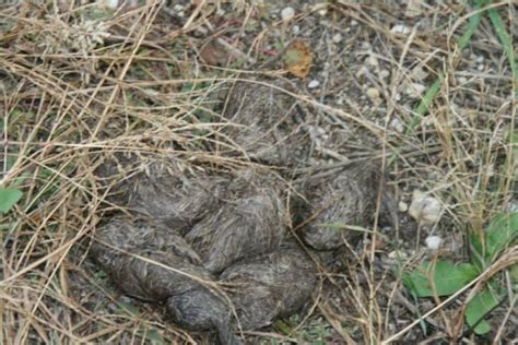 Coyote Poop 101: Identification & Dangers [with Pictures]