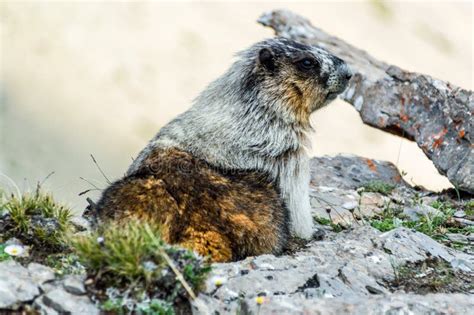 Wild Marmot In Its Natural Habitat, British Columbia Stock Image - Image of habitat, orange ...