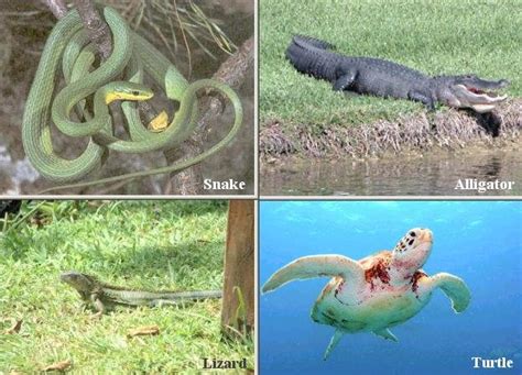 Facts About Reptiles | Characteristics of Reptiles | Classification of Reptiles