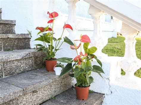 3 Best Methods For Anthurium Propagation