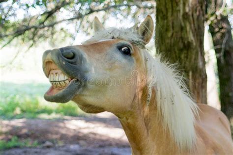 Horse showing its teeth stock photo. Image of lawn, domesticated ...