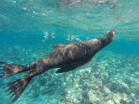 Espiritu Santo Island & Swim with the Sea Lion - Sun Rider Tours