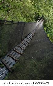 Canopy Walkway Amazon Forest Tambopata National Stock Photo 175305242 ...