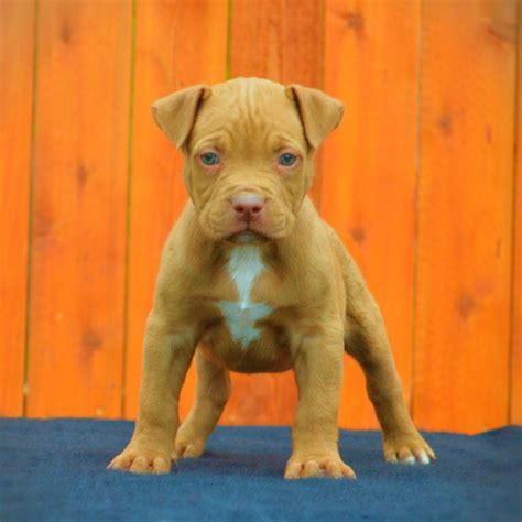 Pitbull Puppies Wallpapers - Wallpaper Cave