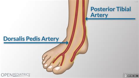 Fundamentals of nursing, Arteries, Nursing school survival