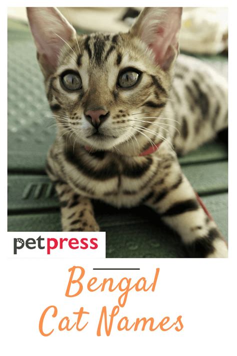 250 Best Bengal Cat Names - Most Popular Bengal Cat Name Ideas