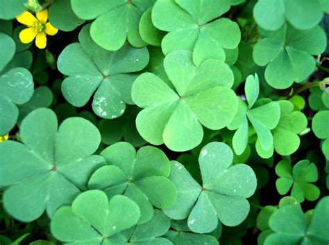 Four Leaf Clover Wallpapers - Wallpaper Cave